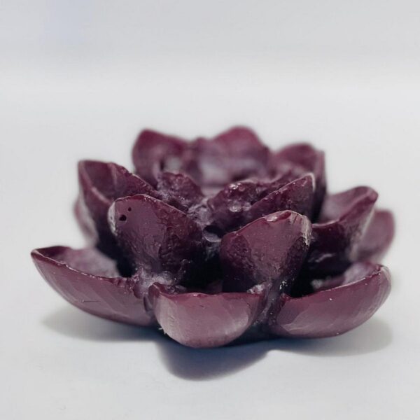 lotus flower